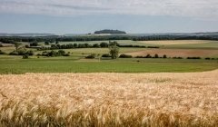 Loi Duplomb : entrave à l'agroécologie... et à la démocratie Loi Duplomb : entrave à l'agroécologie... et à la démocratie
